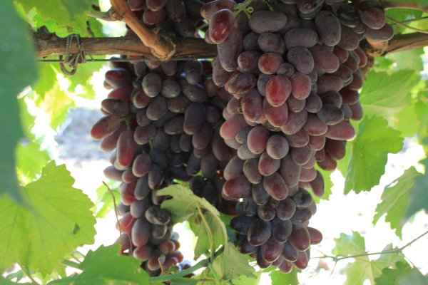 Работа с ссылка на кракен