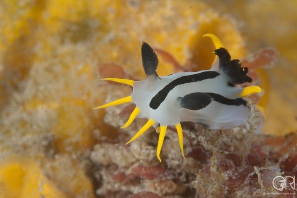 Krab3 cc - проверенный вариант